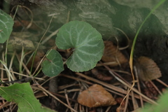 Viola variegata