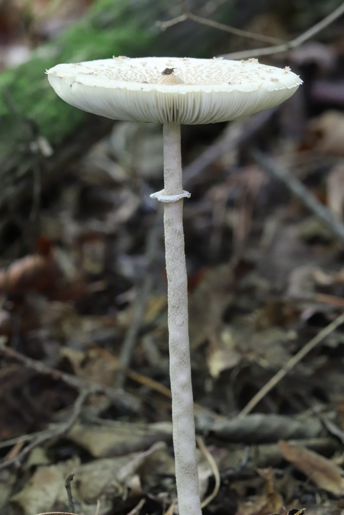 Macrolepiota mastoidea · August 2021 · photo: © ninacourlee (iNaturalist, cc-by)