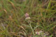 Cirsium japonicum