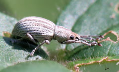Aphrastus taeniatus