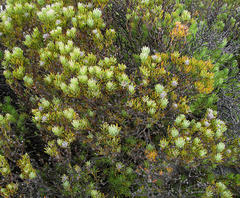Leucadendron dregei