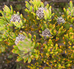 Leucadendron dregei