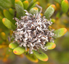 Leucadendron dregei