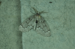 Nepytia pellucidaria