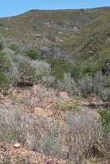 Aspalathus cinerascens