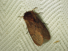 Phragmatobia assimilans