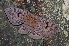 Erebus macrops