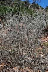 Aspalathus cinerascens