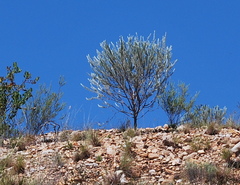 Aspalathus cinerascens