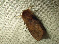 Phragmatobia assimilans