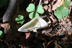 Sarcoscypha vassiljevae