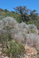 Aspalathus cinerascens