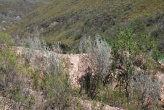 Aspalathus cinerascens