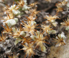 Helichrysum saxicola