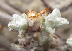 Helichrysum saxicola