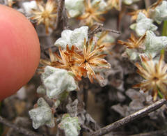 Helichrysum saxicola