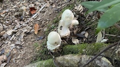 Amanita imazekii