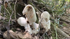 Amanita imazekii