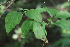 Philadelphus tenuifolius