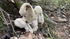 Amanita imazekii