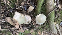 Amanita imazekii