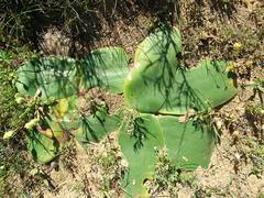 Brunsvigia bosmaniae