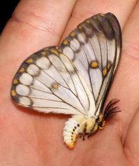 Pseudaphelia apollinaris