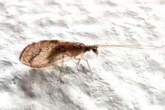 Micromus africanus