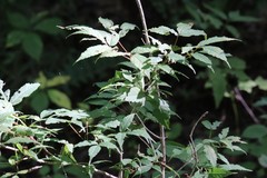 Acer mandshuricum