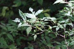 Acer mandshuricum