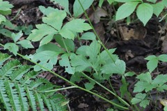 Sanicula chinensis