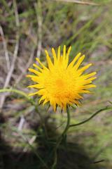 Berkheya seminivea
