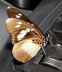 Pseudacraea lucretia tarquinea