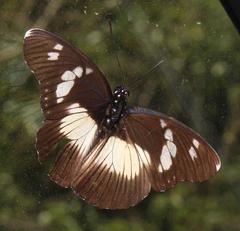 Pseudacraea lucretia tarquinea