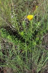Berkheya seminivea