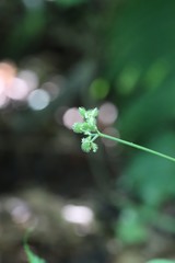 Sanicula chinensis