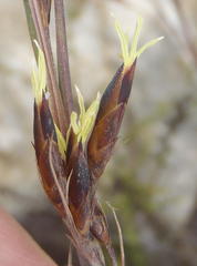 Tetraria triangularis