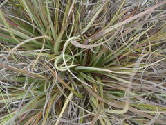 Tetraria triangularis