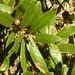 Euclea natalensis - Photo (c) JMK，保留部份權利CC BY-SA