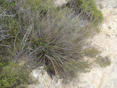 Tetraria triangularis