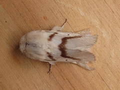 Bombycomorpha dukei