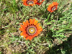 Gazania rigida