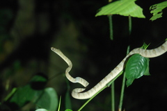 Toxicodryas adamanteus