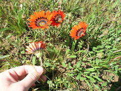 Gazania rigida