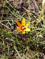 Pauridia canaliculata