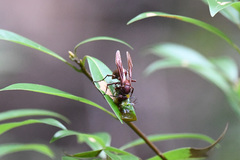 Polistes gigas