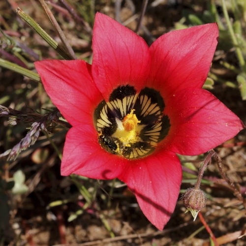 Romulea pudica