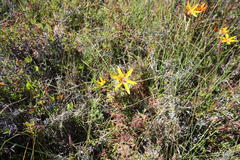 Pauridia canaliculata