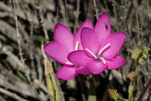 Image of Hesperantha pauciflora by (c) Karen Eichholz, some rights reserved (CC BY)