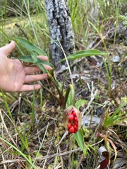 Peltandra sagittifolia